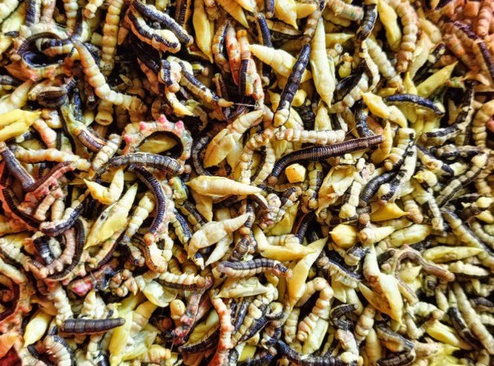 Ngeri! Masyarakat Vietnam Hobi Makan Ulat Bulu Tumis